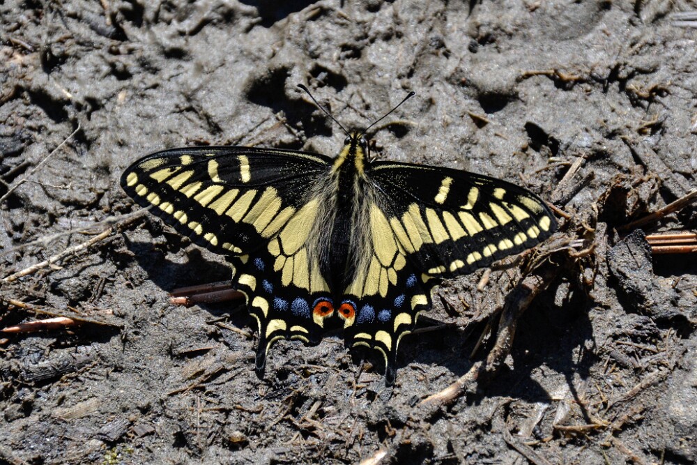 Anise-Swallowtail-Papilio-zelicaon