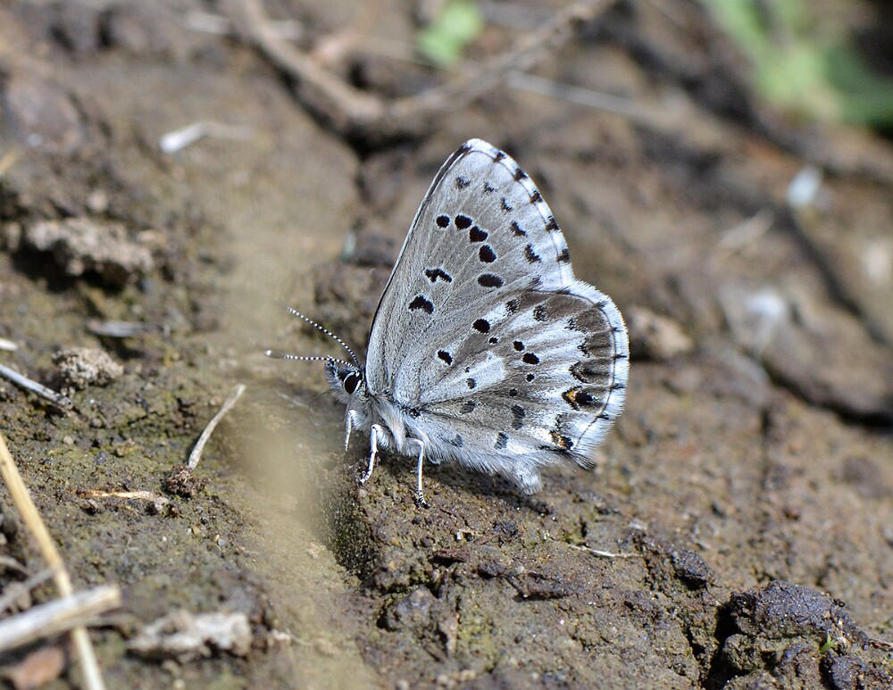 Arrowhead-Blue-Glaucopsyche-piasus
