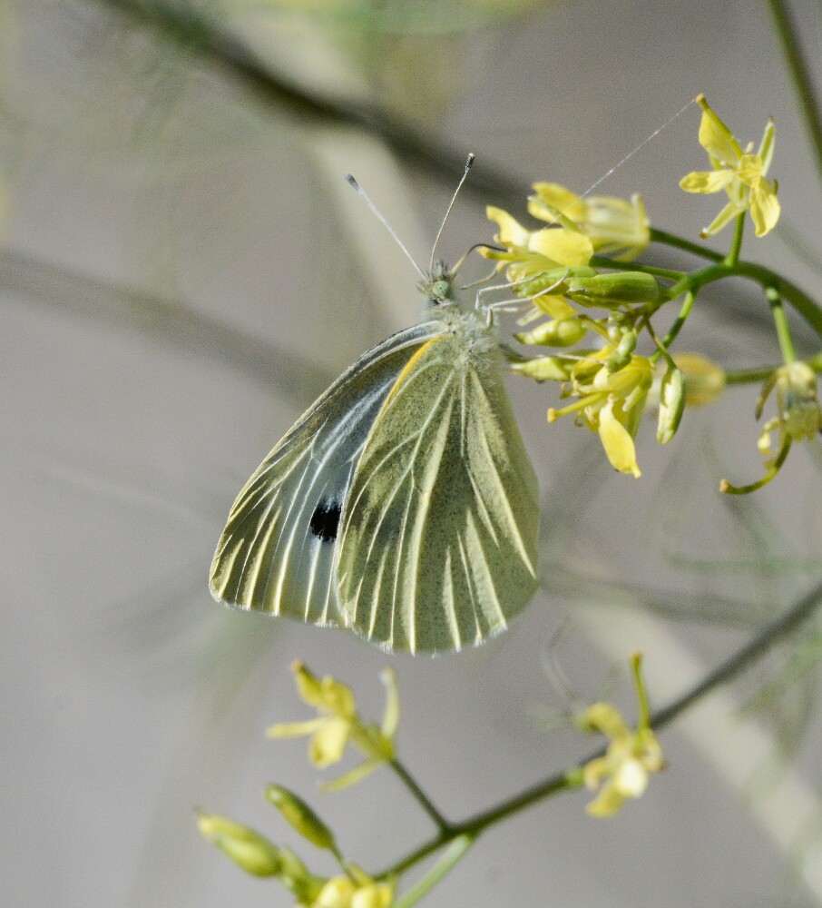 Cabbage-White-Pieris-rapae-3