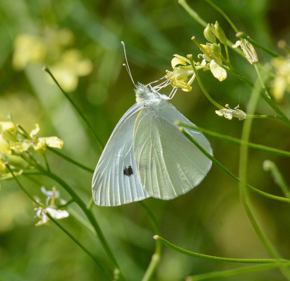 Cabbage-White-Pieris-rapae