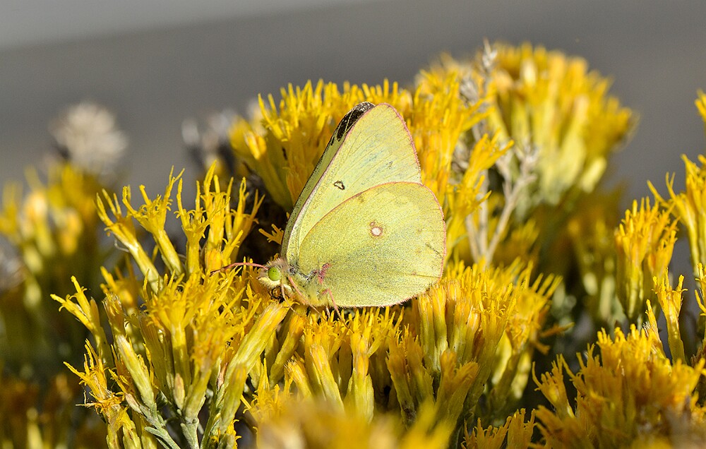 Clouded-sulphur-Colias-philodice-1