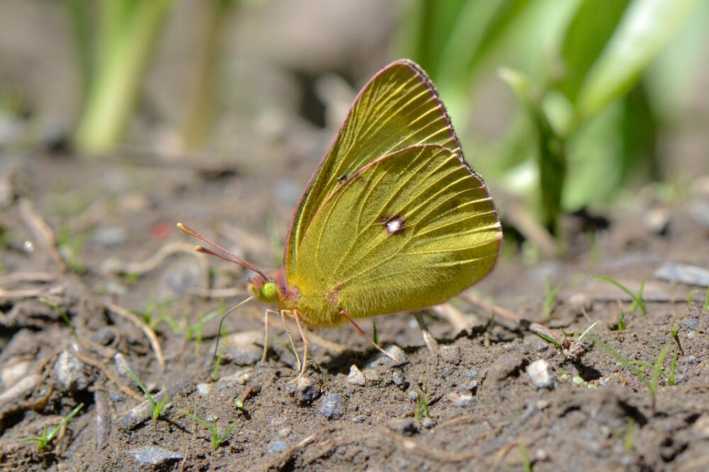 Clouded-sulphur-Colias-philodice