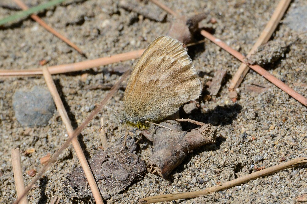 Common Ringlet - Coenonympha california-1