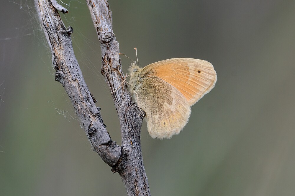 Common-Ringlet-Coenonympha-california