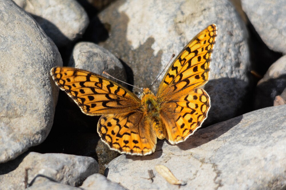 Coronis Fritillary - Argynnis coronis maybe-12