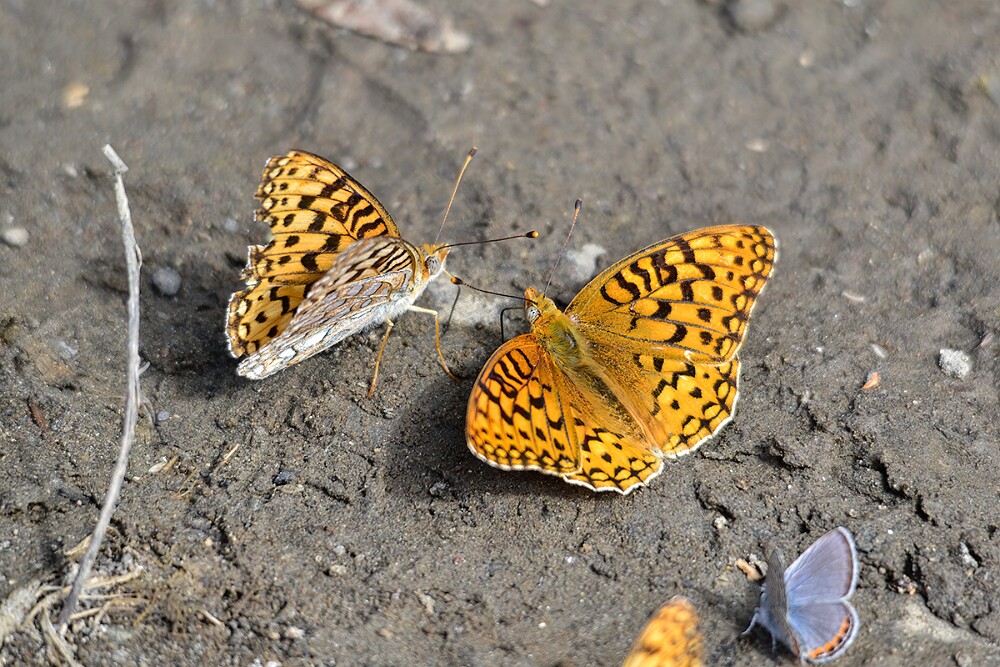 Coronis Fritillary - Argynnis coronis maybe-3