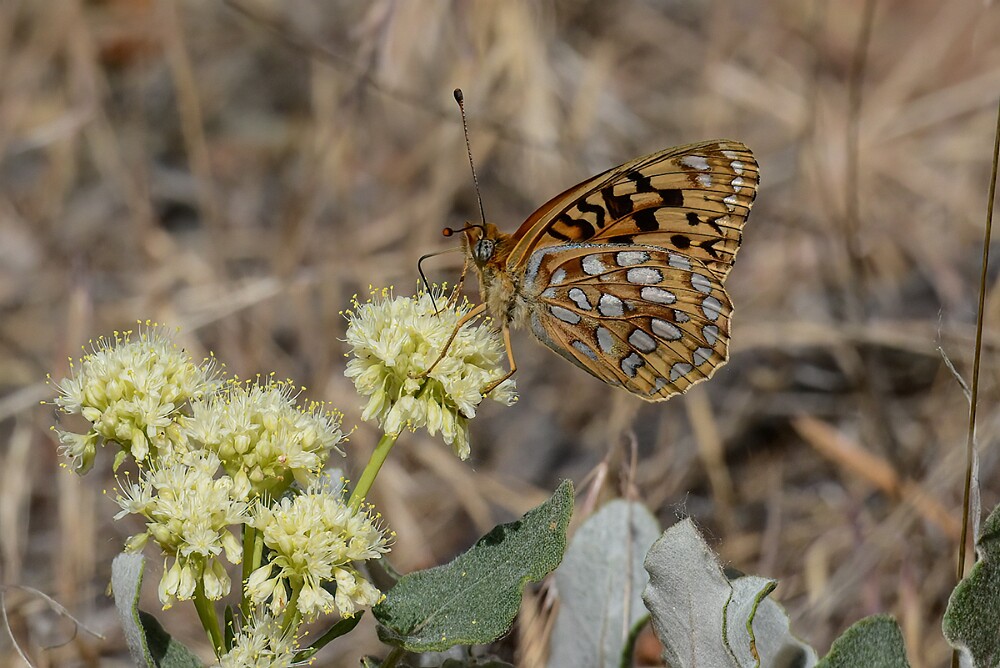 Coronis Fritillary - Argynnis coronis maybe-5