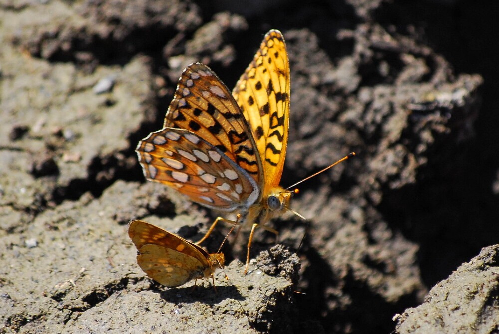 Coronis Fritillary - Argynnis coronis maybe-9