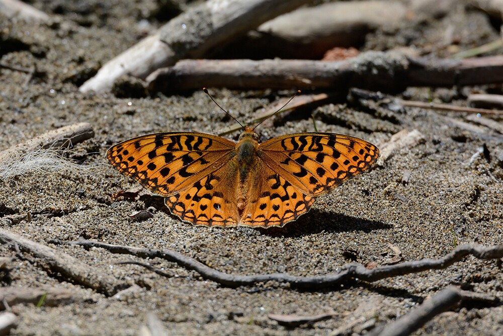 Coronis-Fritillary-Argynnis-coronis-maybe-2