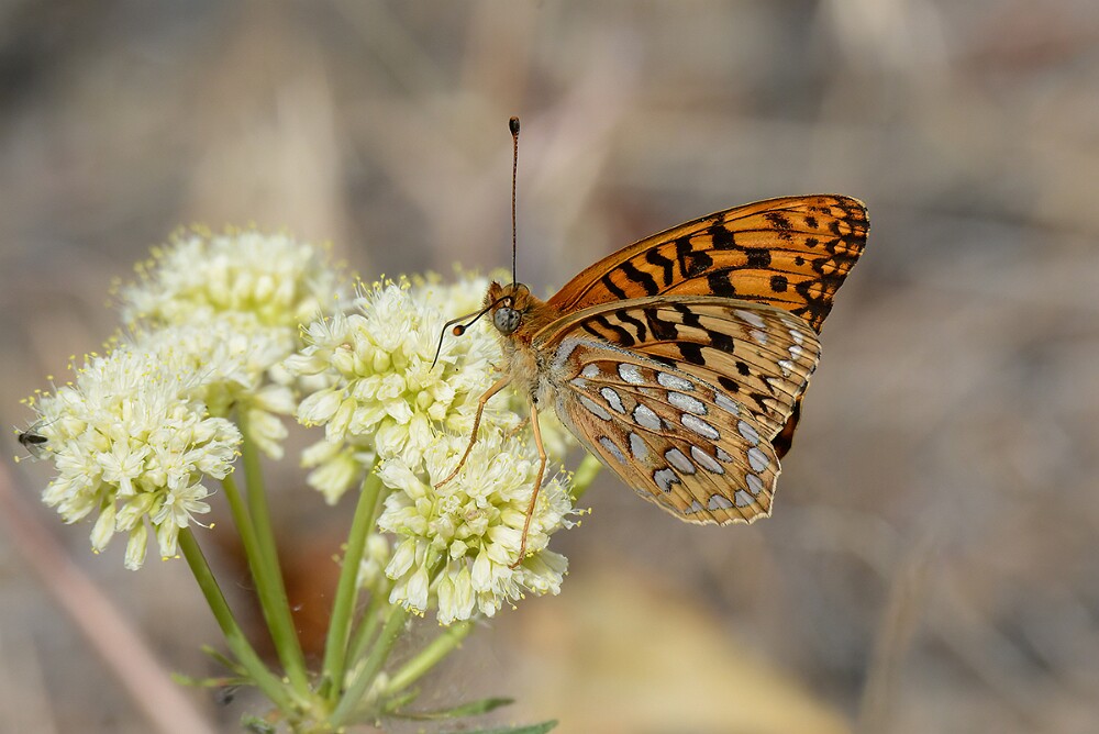 Coronis-Fritillary-Argynnis-coronis-maybe-6