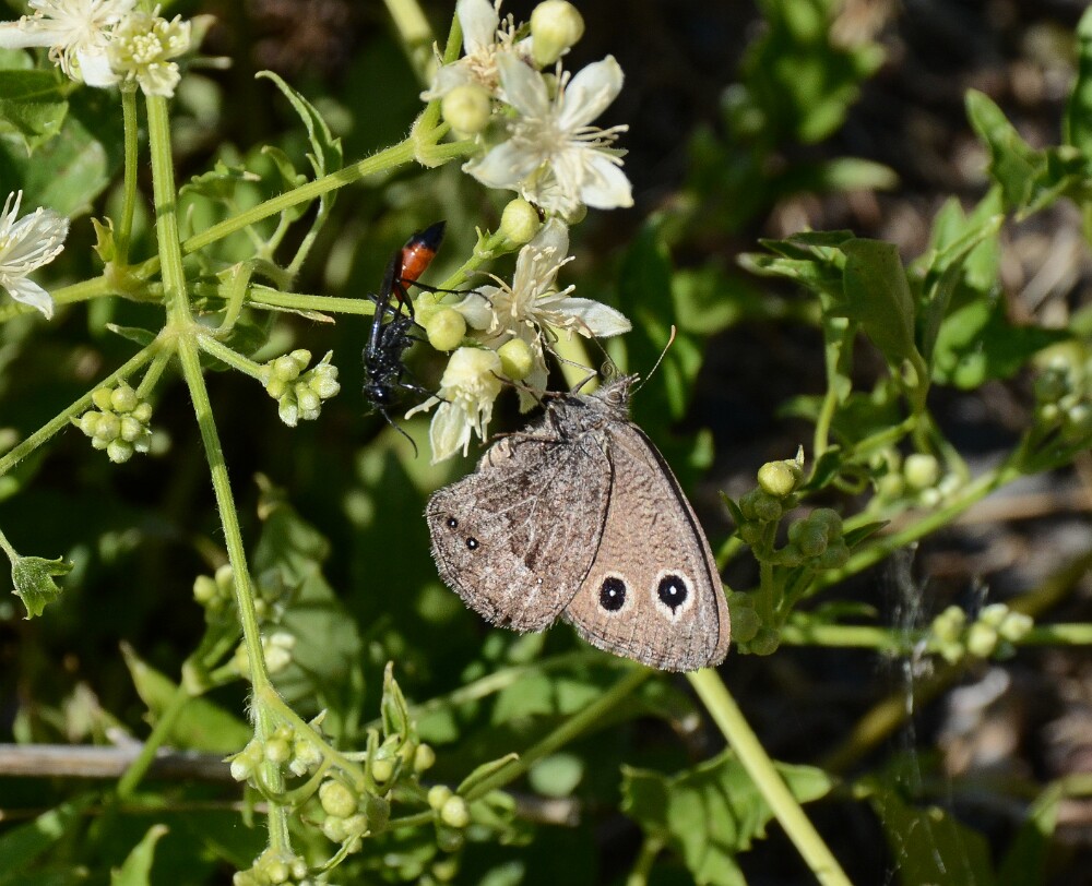 Dark-Wood-Nymph-Butterfly