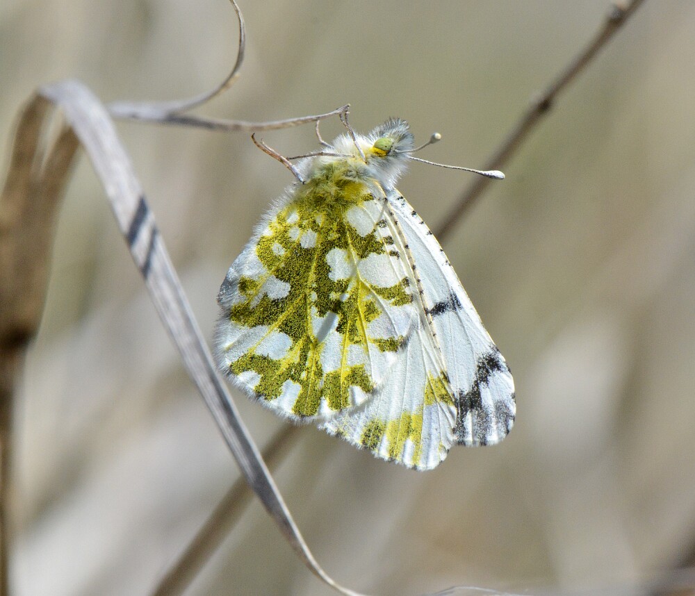 Desert-Marble-Euchloe-lotta