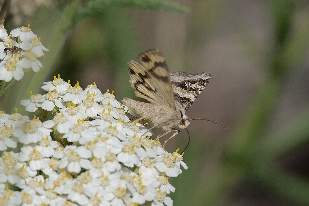 Drasteria-divergens-1