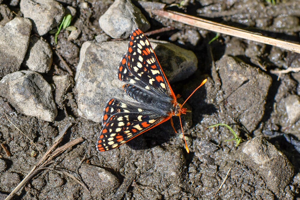 Edith's Checkerspot - Euphydryas editha-1