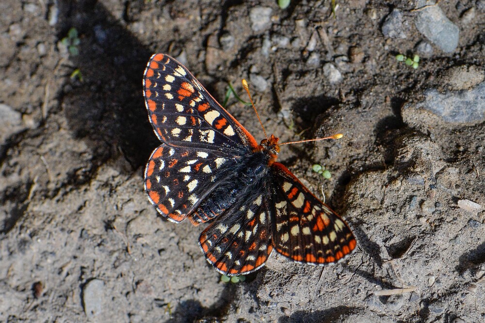 Edith's-Checkerspot-Euphydryas-editha-3