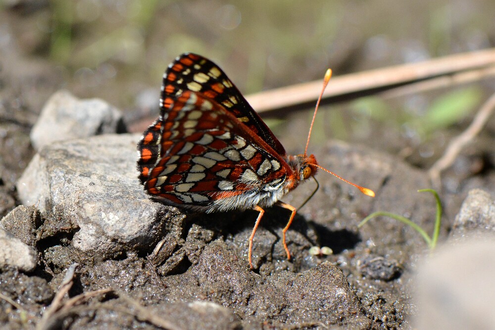 Edith's-Checkerspot-Euphydryas-editha