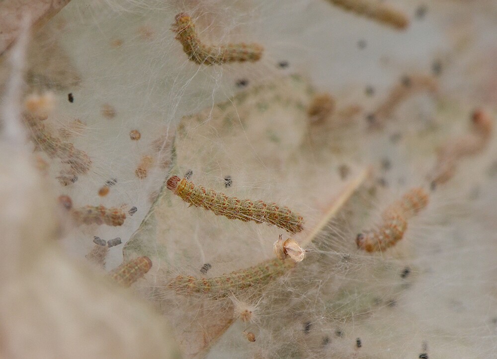Fall-Webworm-Hyphantrea-cunea-1