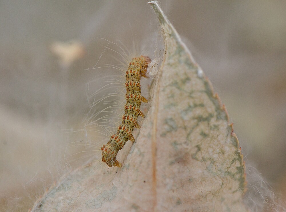 Fall-Webworm-Hyphantrea-cunea