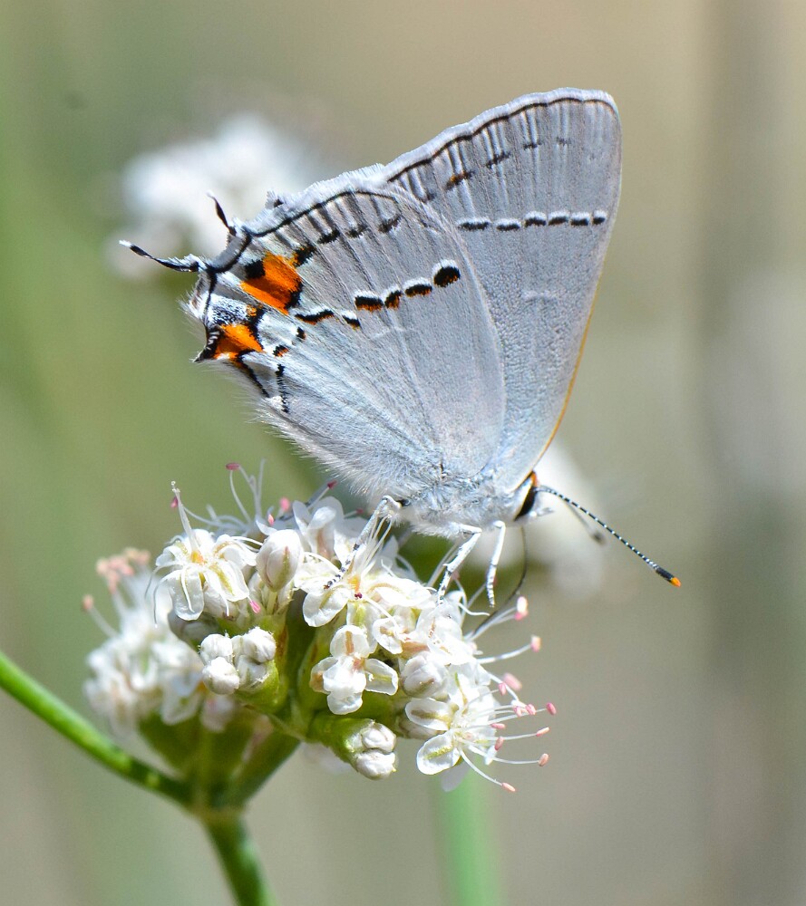 Gray-hairstreak