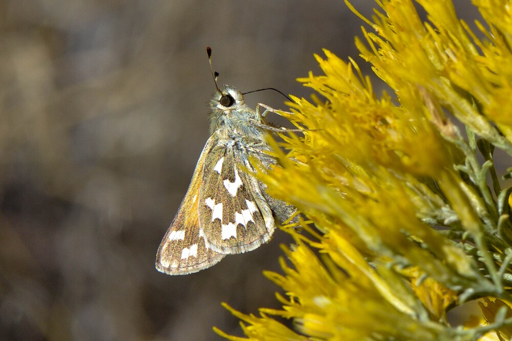 Juba-Skipper-Hesperia-juba-1