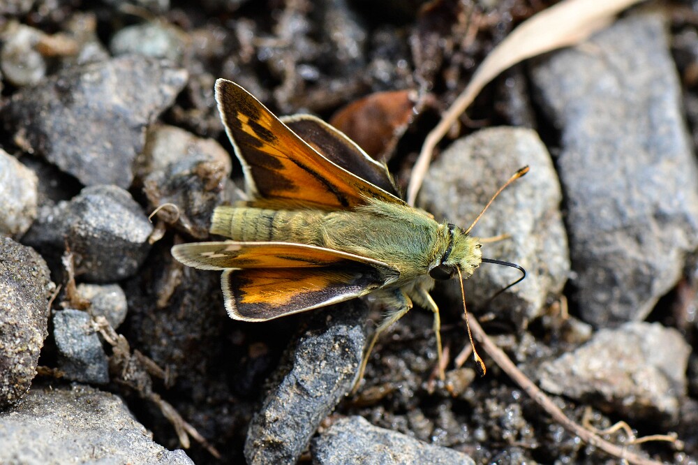 Juba-Skipper-Hesperia-juba