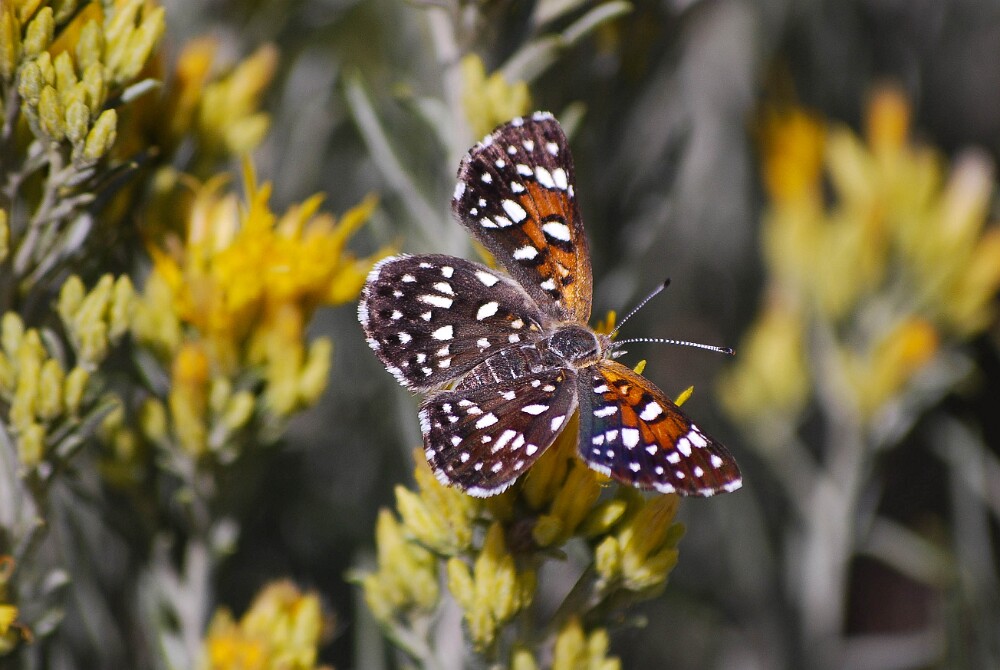 Mormon-Metalmark-Apodemia-mormo
