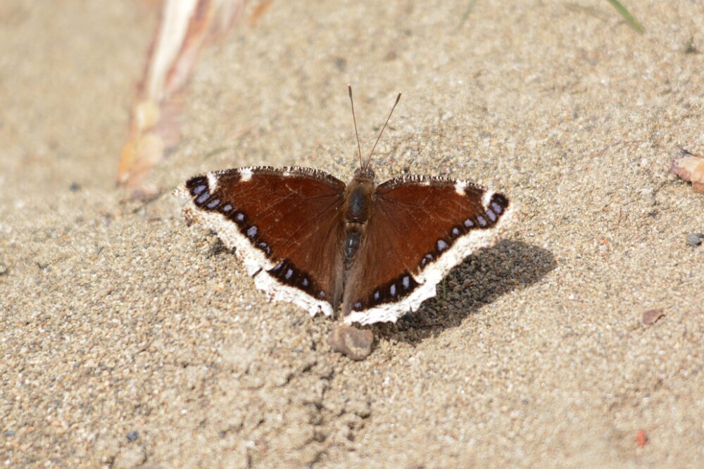 Mourning-cloak-Nymphalis-antiopa