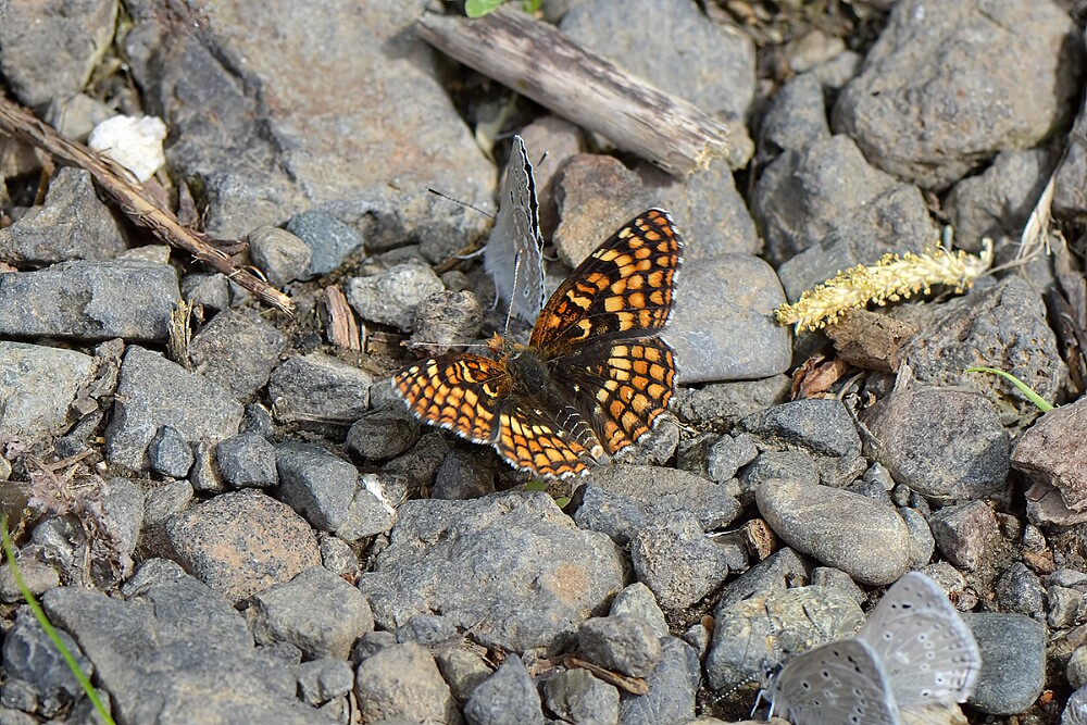 Northern Checkerspot - Chlosyne palla-1