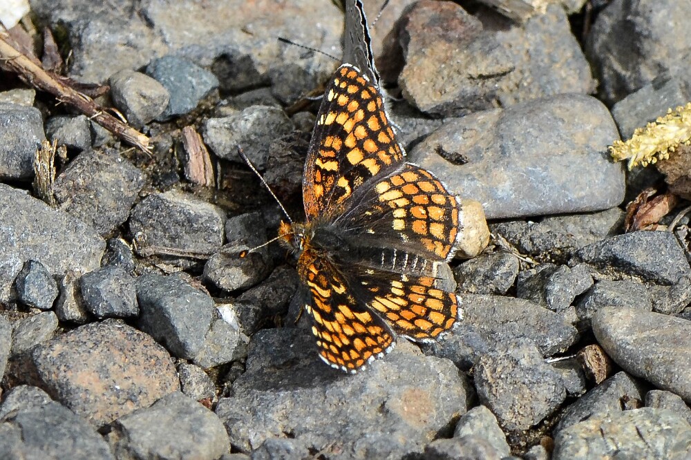 Northern Checkerspot - Chlosyne palla-2