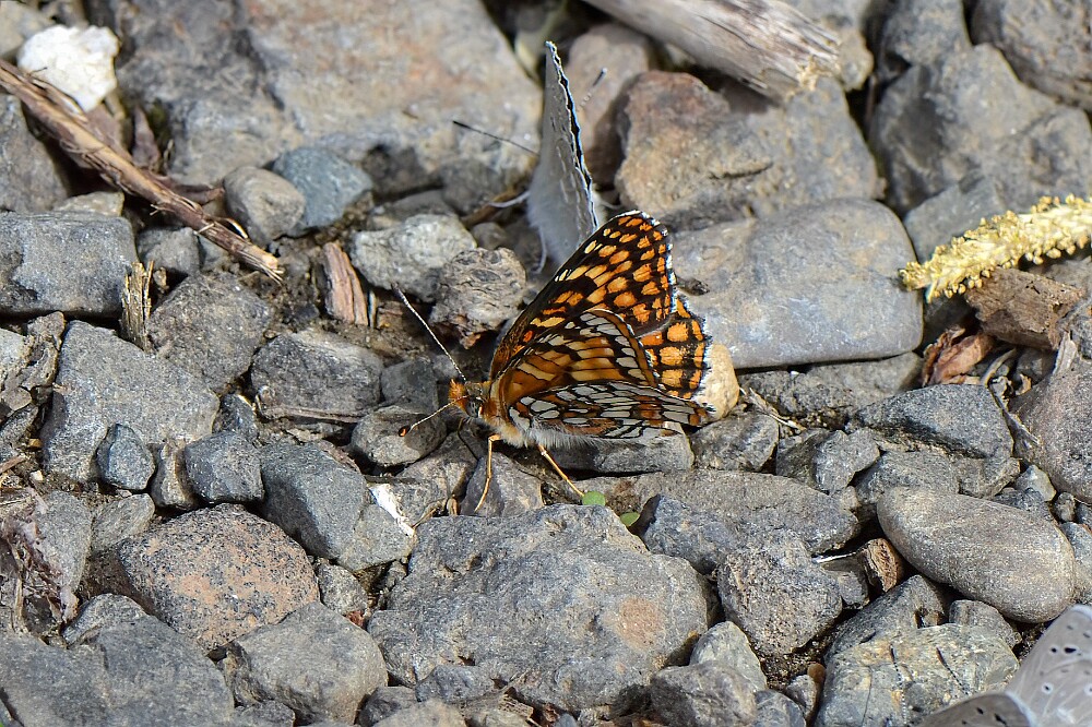 Northern-Checkerspot-Chlosyne-palla