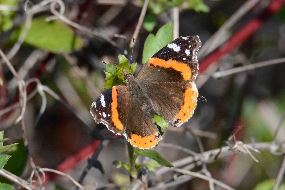 Red-Admiral-Vanessa-atalanta