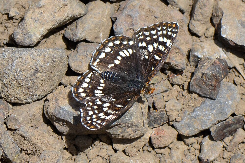 Sagebrush Checkerspot - Chlosyne acastus