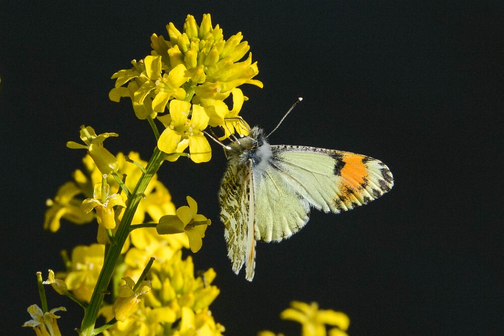 Sara-Orangetip-Anthocharis-sara-female