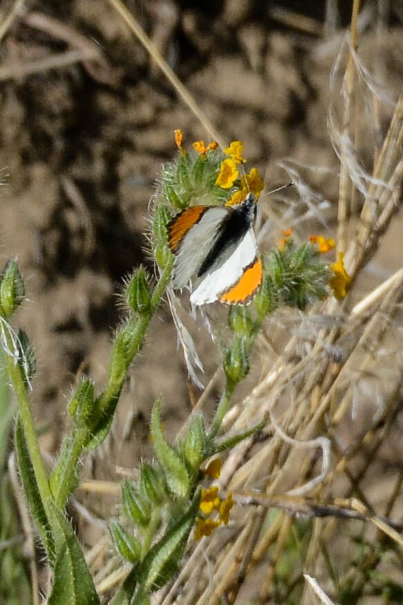 Sara-Orangetip-Anthocharis-sara-male