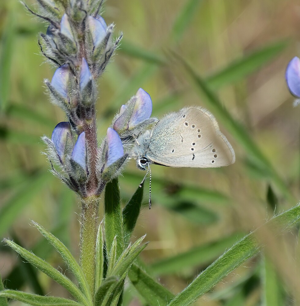 Silvery-blue-butterfly-Glaucopsyche-lygdamus
