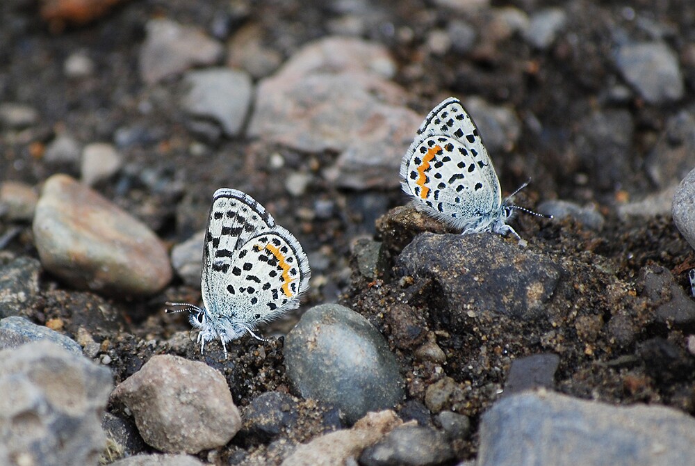 Square-spotted-Blue-Euphilotes battoides-2
