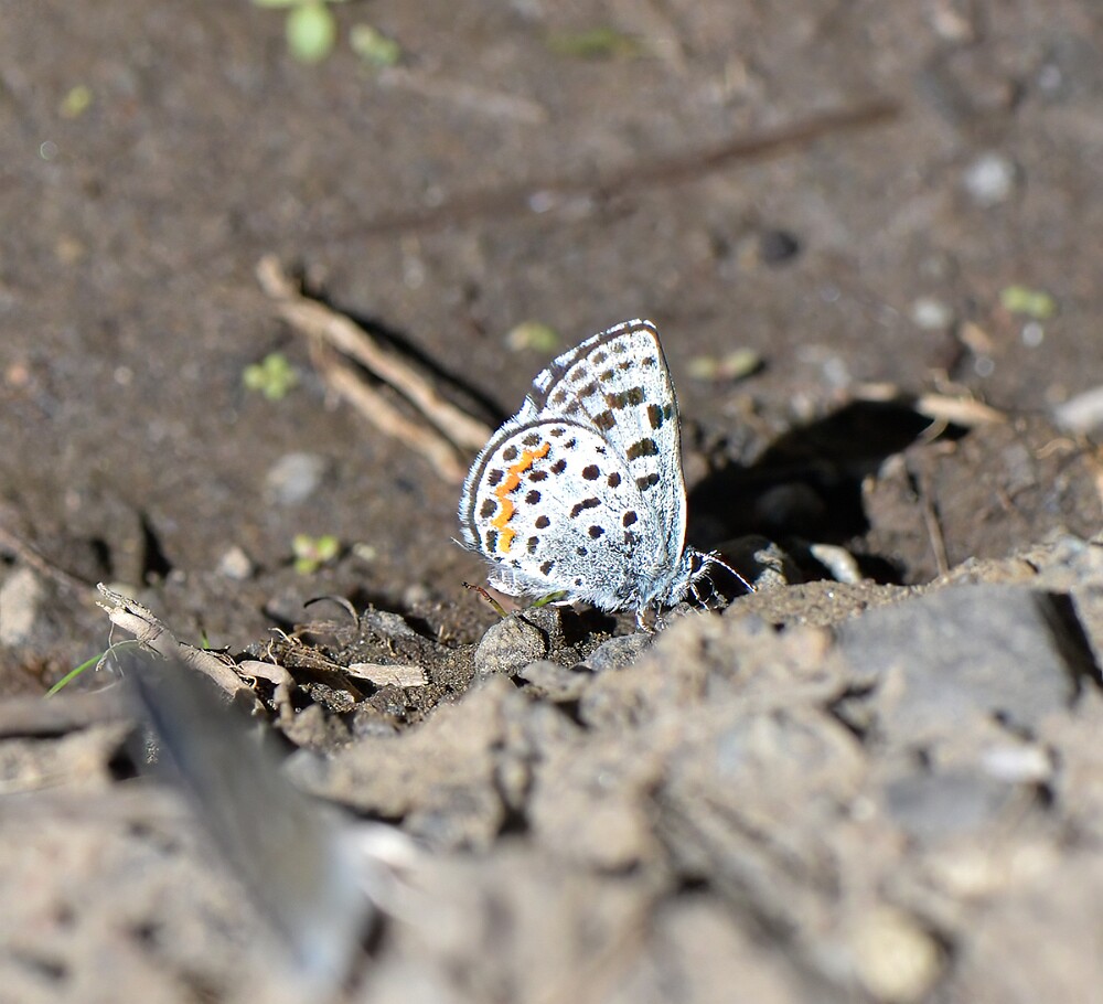 Square-spotted-Blue-Euphilotes battoides