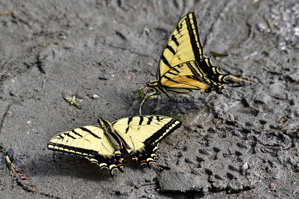Two-tailed-Swallowtail-Papilio-multicaudata-1