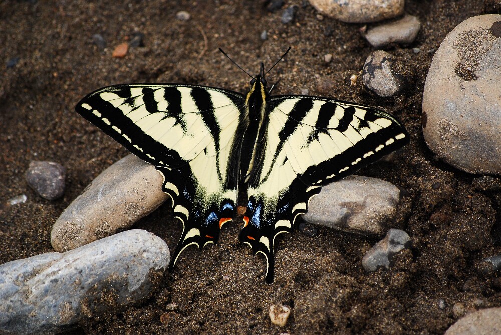 Western-Tiger-Swallowtail-Pterourus-rutulus-1