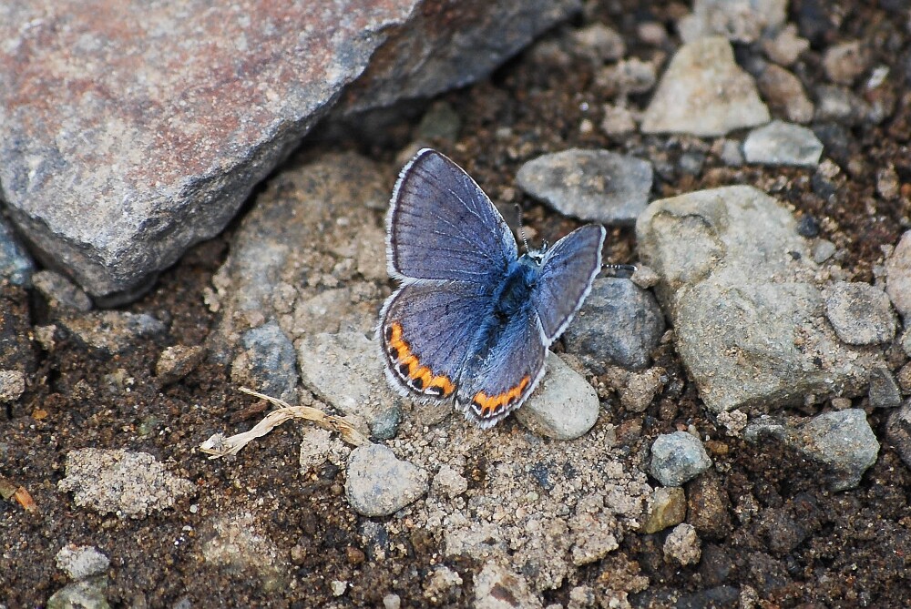 blue-Lycaenidae-8
