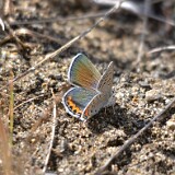 Acmon Blue - Icaricia acmon