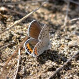 Acmon-Blue-Icaricia-acmon-1