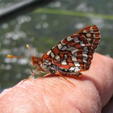 Anicia Checkerspot - Euphydryas anicia-1