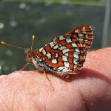 Anicia Checkerspot - Euphydryas anicia