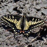 Anise-Swallowtail-Papilio-zelicaon