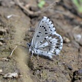 Arrowhead Blue - Glaucopsyche piasus