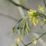 Cabbage-White-Pieris-rapae-3
