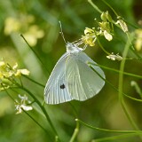 Cabbage-White-Pieris-rapae