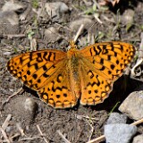 Coronis Fritillary - Argynnis coronis maybe-11