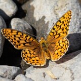 Coronis Fritillary - Argynnis coronis maybe-12